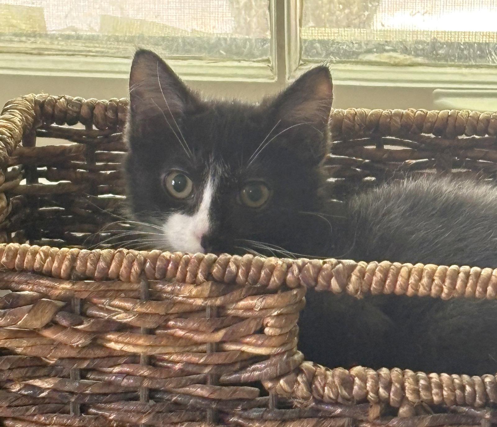 Oliver and Olivia, Adoptable, Kitten Female Domestic Long Hair.