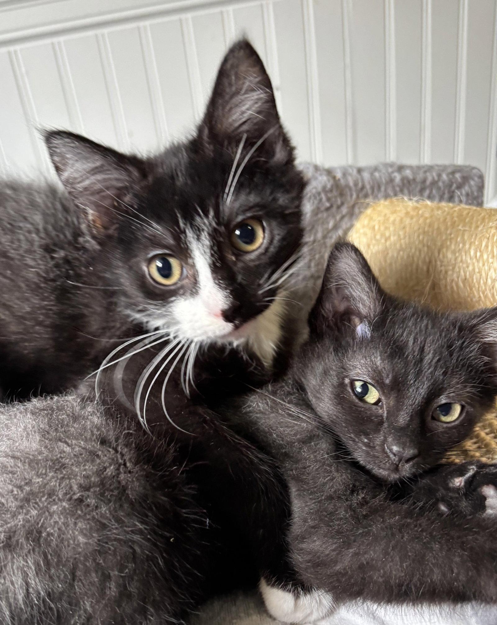 Oliver and Olivia, a Adoptable Domestic Long Hair in Shawnee, KS image 2/3