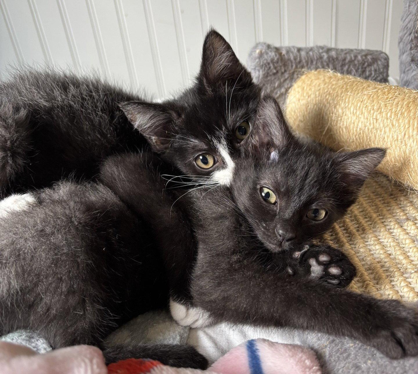Oliver and Olivia, a Adoptable Domestic Long Hair in Shawnee, KS image 3/3