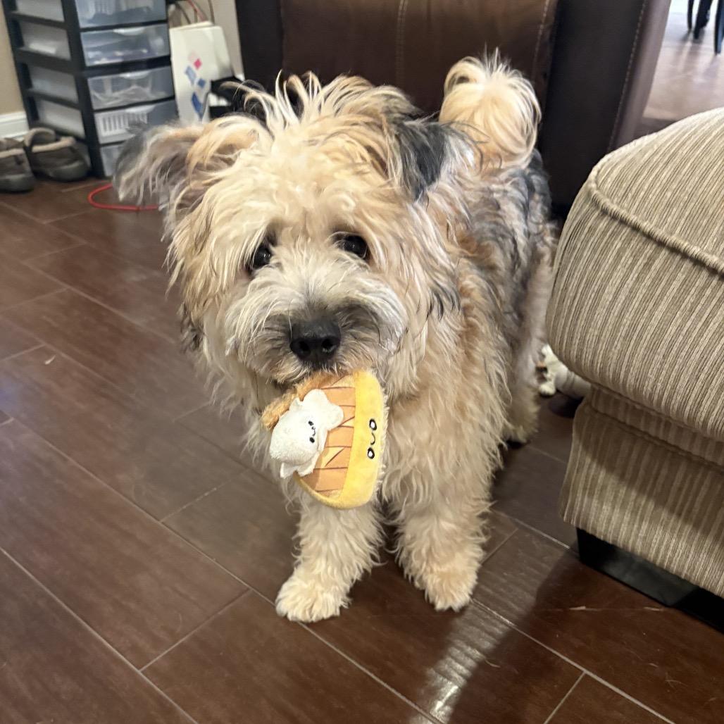 Enlarge Swiper, a Adoptable Cairn Terrier in Houston, TX image 1/6