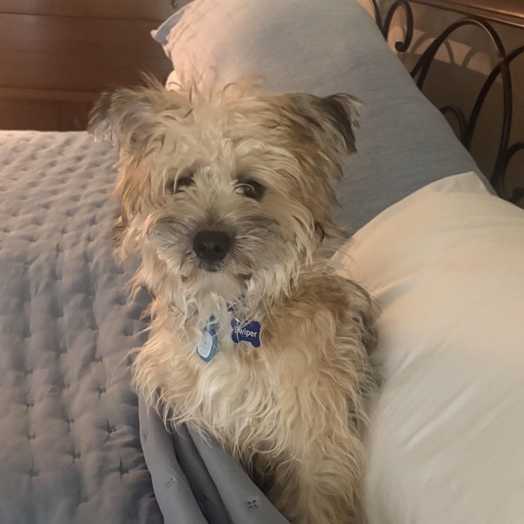 Enlarge Swiper, a Adoptable Cairn Terrier in Houston, TX image 2/6