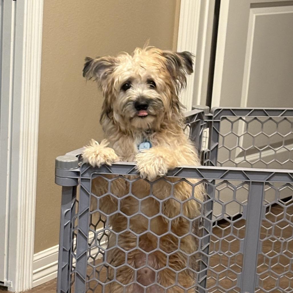 Enlarge Swiper, a Adoptable Cairn Terrier in Houston, TX image 3/6