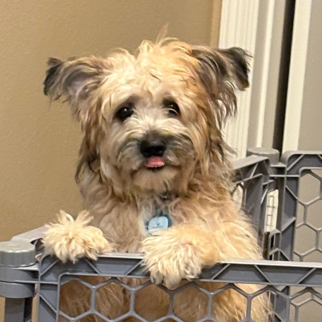 Enlarge Swiper, a Adoptable Cairn Terrier in Houston, TX image 4/6