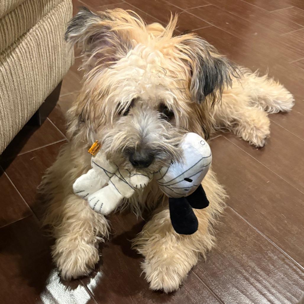 Enlarge Swiper, a Adoptable Cairn Terrier in Houston, TX image 5/6