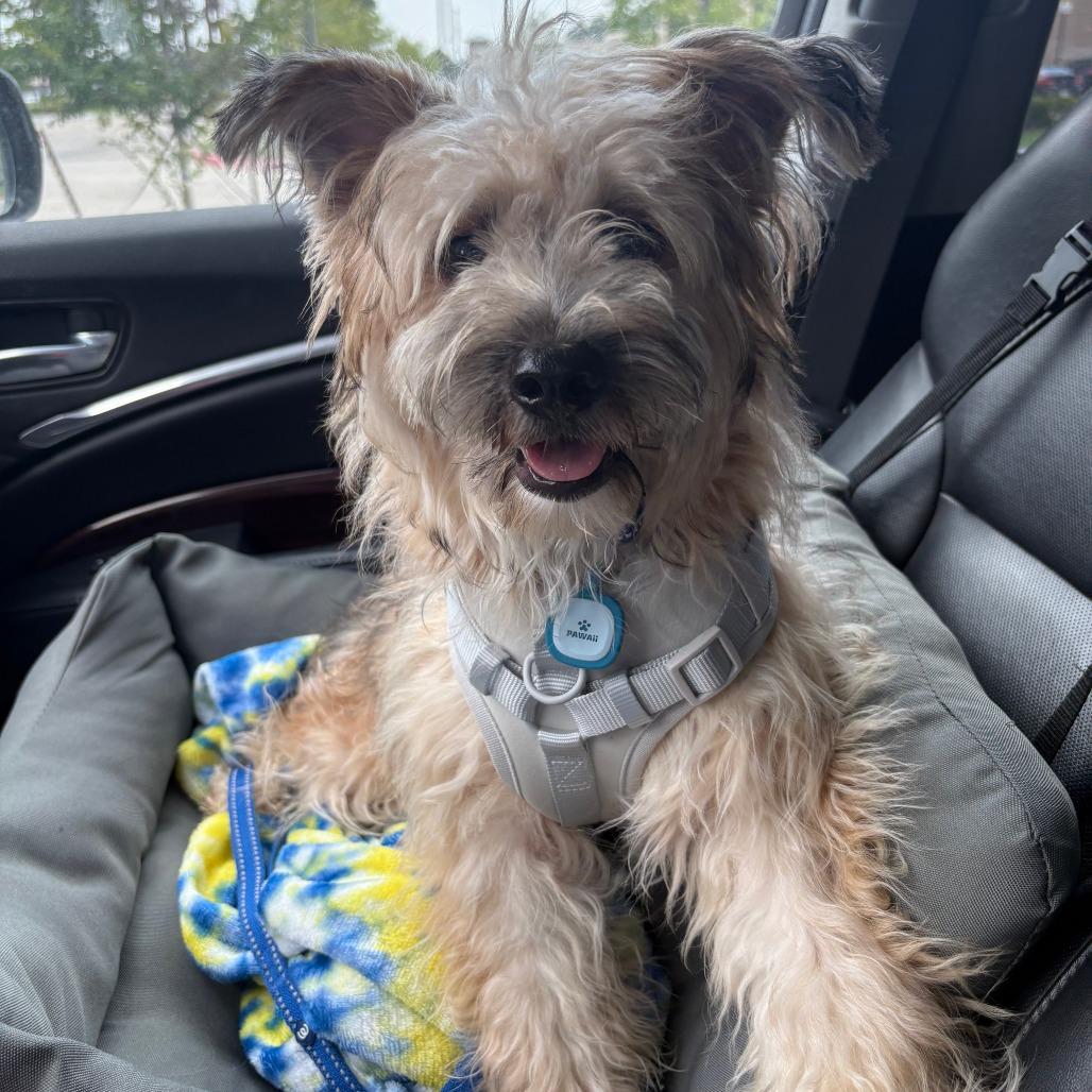 Enlarge Swiper, a Adoptable Cairn Terrier in Houston, TX image 6/6