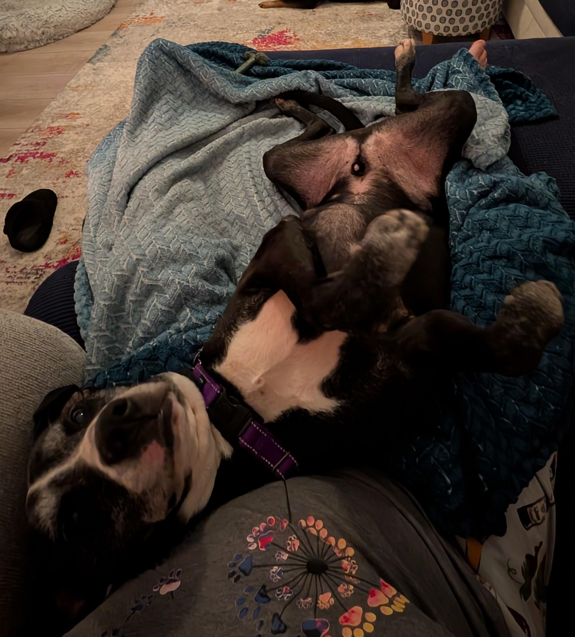 Enlarge Randy, a Adopted mixed breed in Wilmington, NC image 2/3