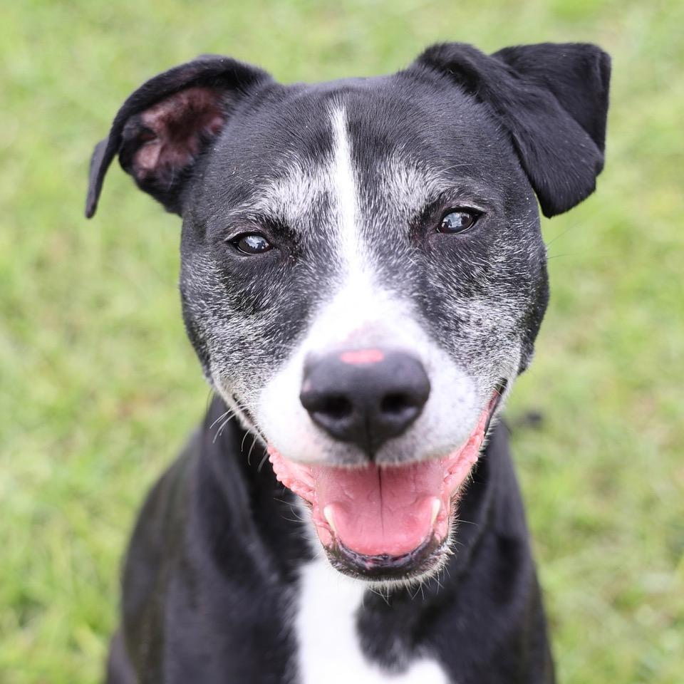 Enlarge Randy, a Adopted mixed breed in Wilmington, NC image 1/3