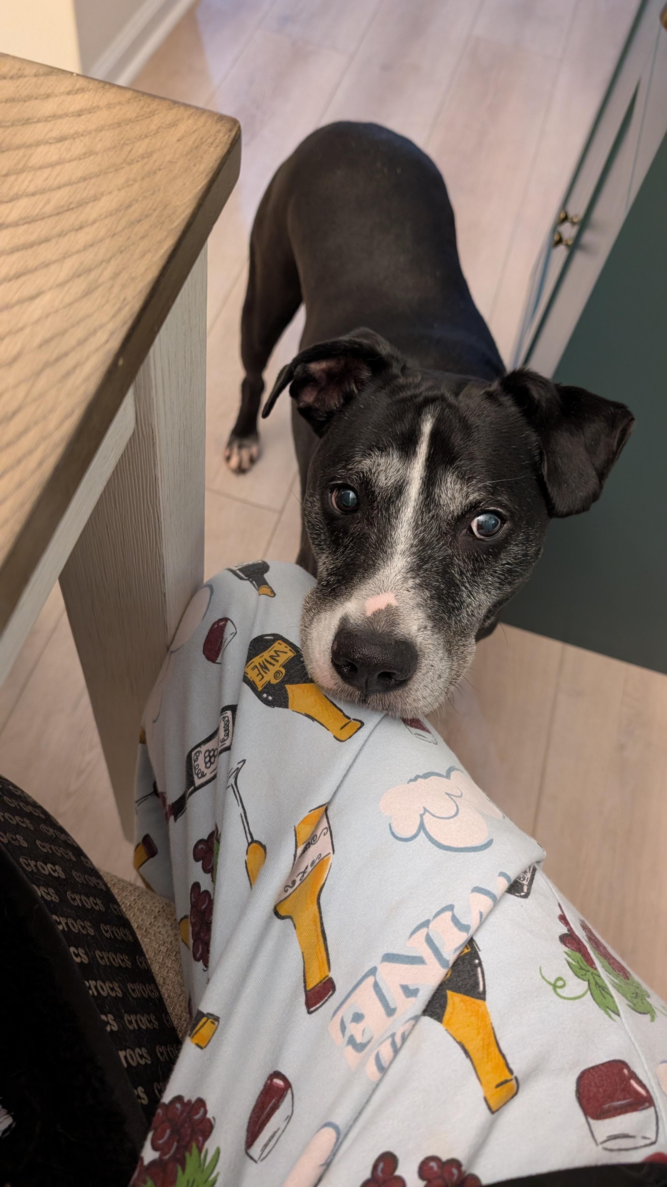 Enlarge Randy, a Adopted mixed breed in Wilmington, NC image 3/3