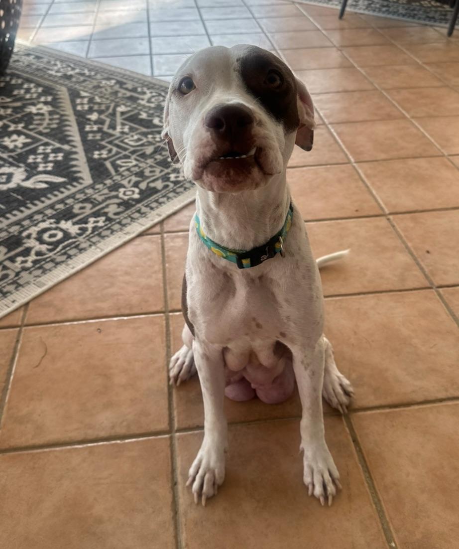 Darla - The Deserving Momma, an adoption pending mixed breed in CHICAGO, IL image 4/6