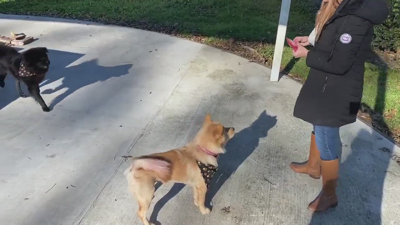 Enlarge Sugar, a Adopted mixed breed in Houston, TX video 4/7