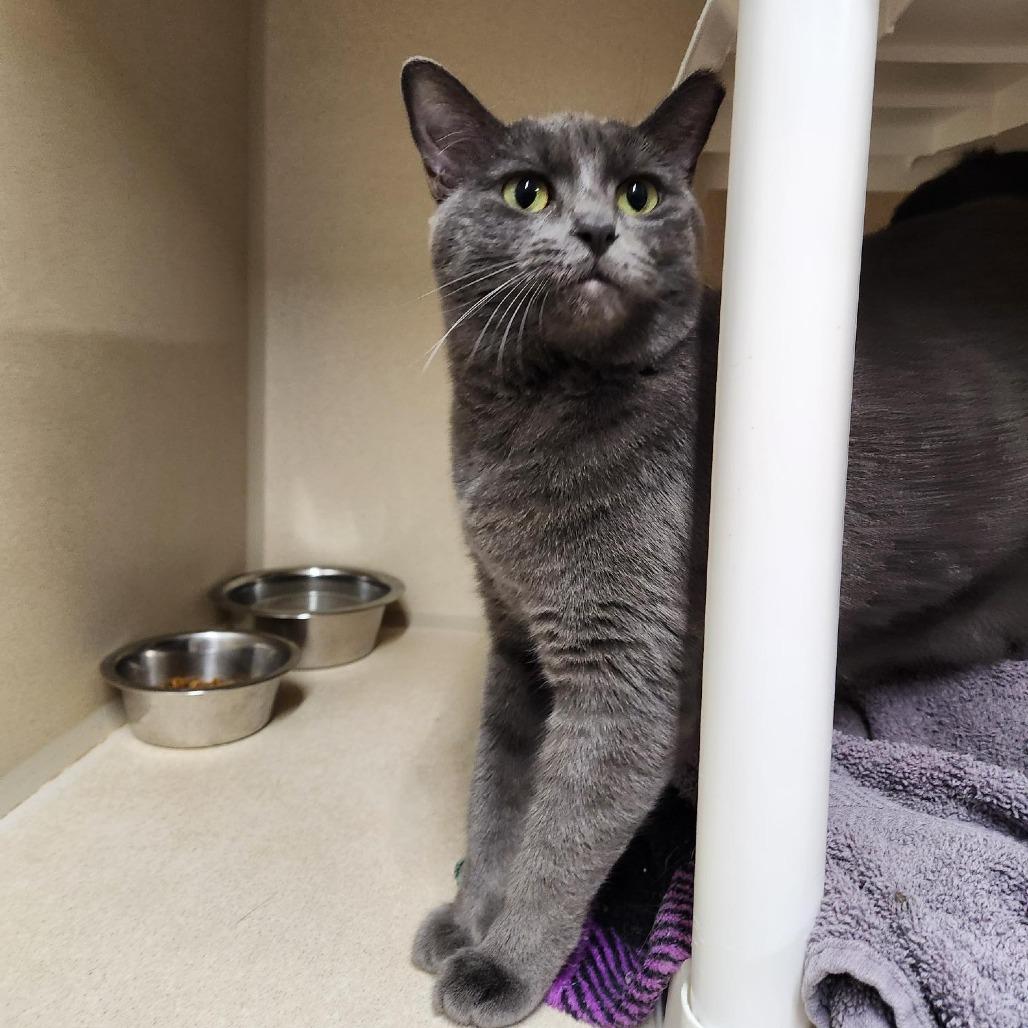 Lana, Adoptable, Young Female Domestic Short Hair.