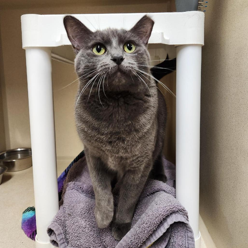 Enlarge Lana, a Adoptable Domestic Short Hair in Colorado Springs, CO image 2/4
