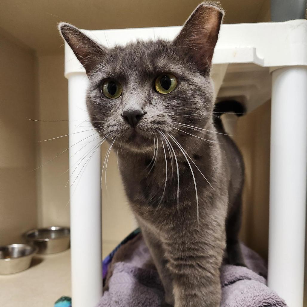 Enlarge Lana, a Adoptable Domestic Short Hair in Colorado Springs, CO image 3/4