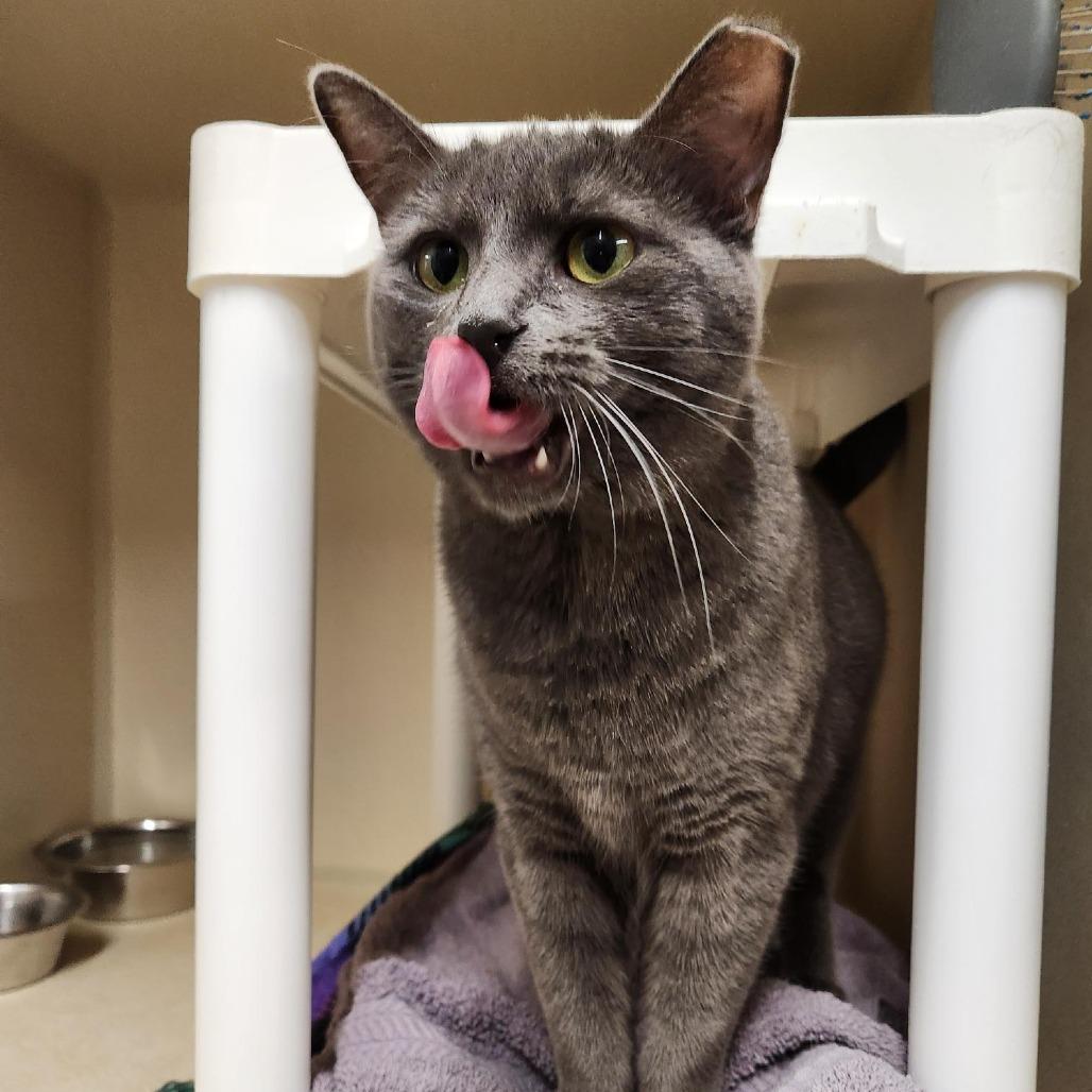 Enlarge Lana, a Adoptable Domestic Short Hair in Colorado Springs, CO image 4/4