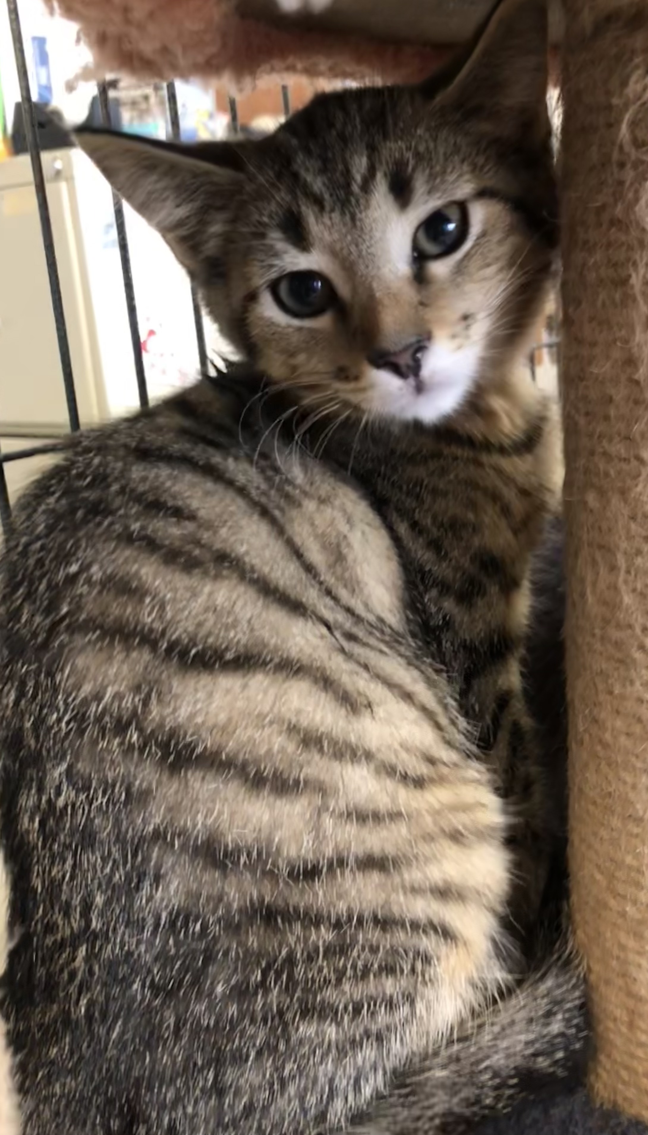 Cat for adoption Piper, an American Shorthair in Parma, OH Petfinder