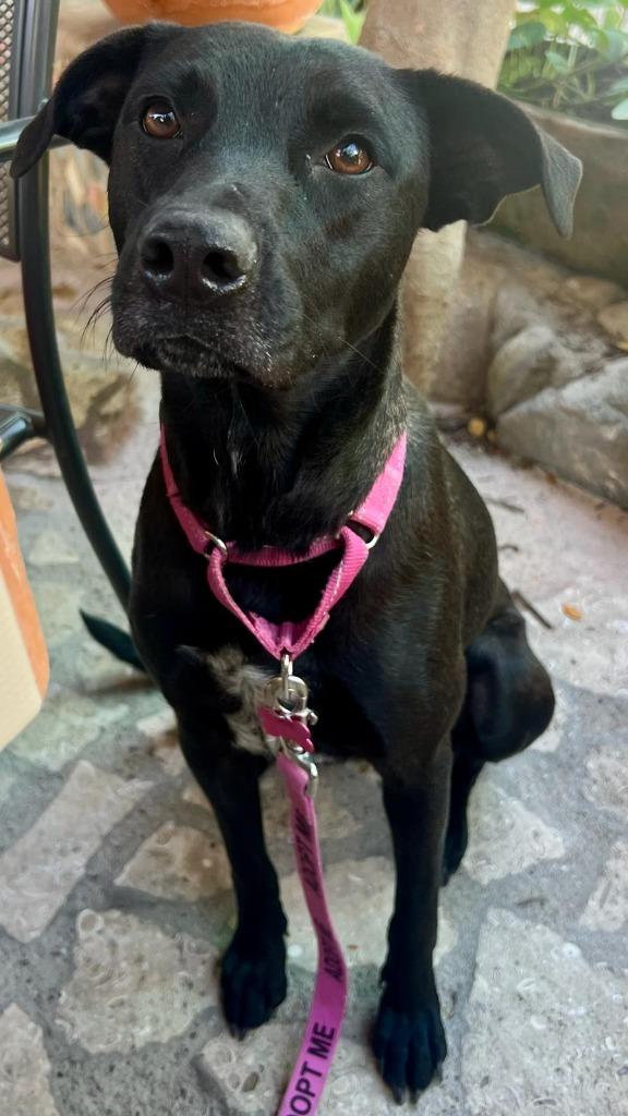 Zara, Adopted, Adult Female Mixed Breed.