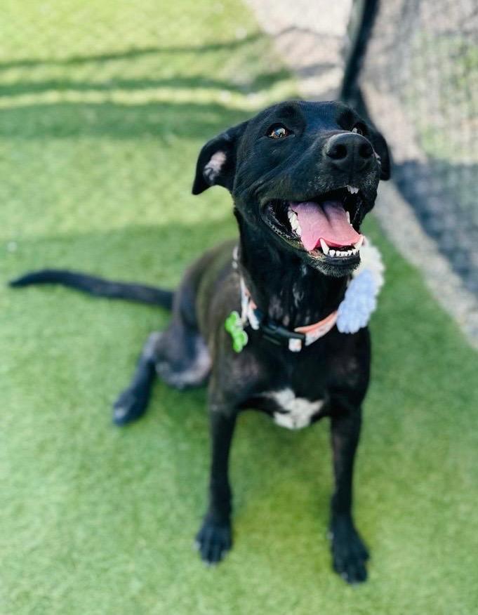 Enlarge Zara, a Adopted mixed breed in San Juan de Abajo, NAY image 4/5