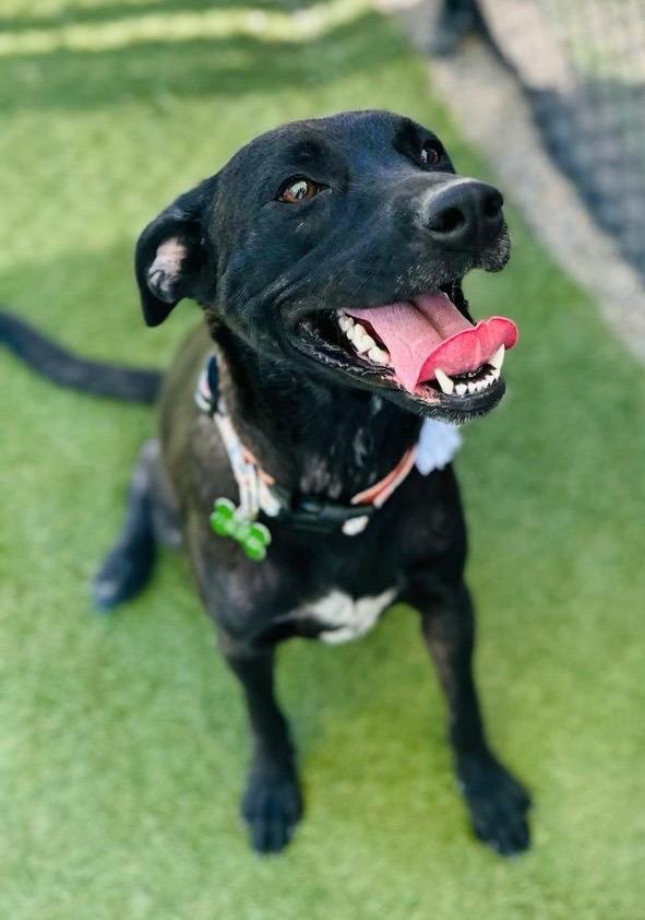 Enlarge Zara, a Adopted mixed breed in San Juan de Abajo, NAY image 5/5