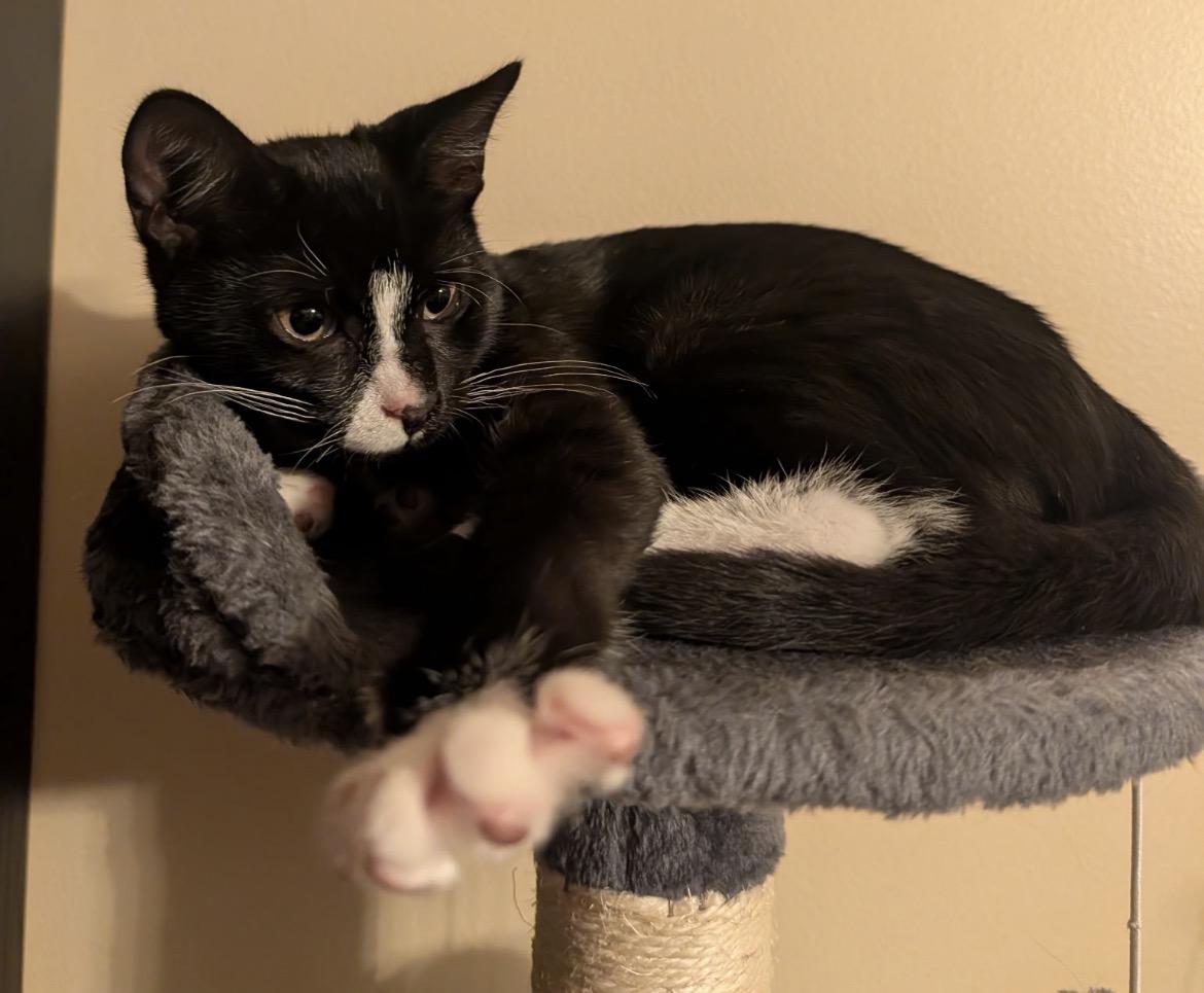 Enlarge CANNOLO - Lap Kitten, an adoptable Domestic Short Hair in Spotswood, NJ image 3/6
