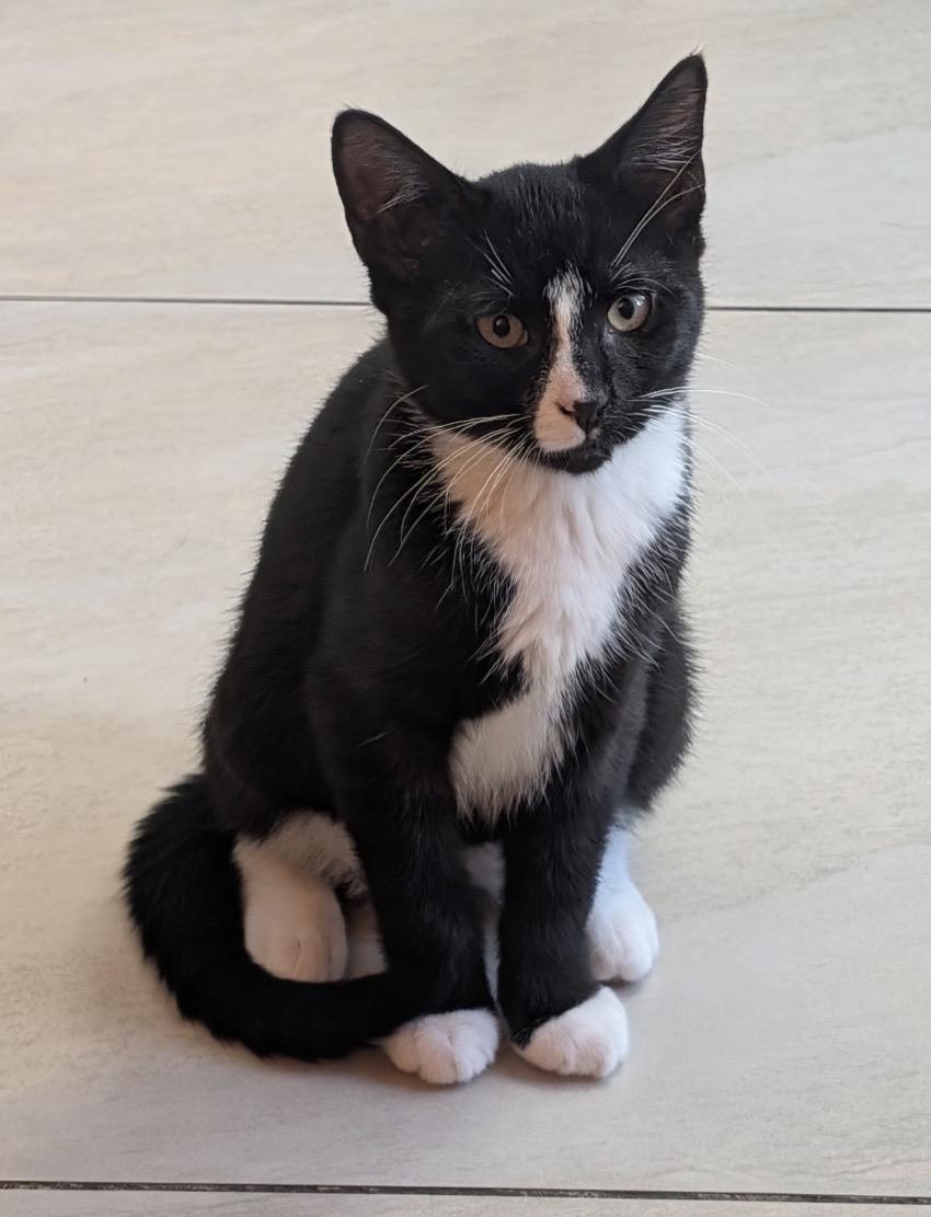 Enlarge CANNOLO - Lap Kitten, an adoptable Domestic Short Hair in Spotswood, NJ image 2/6