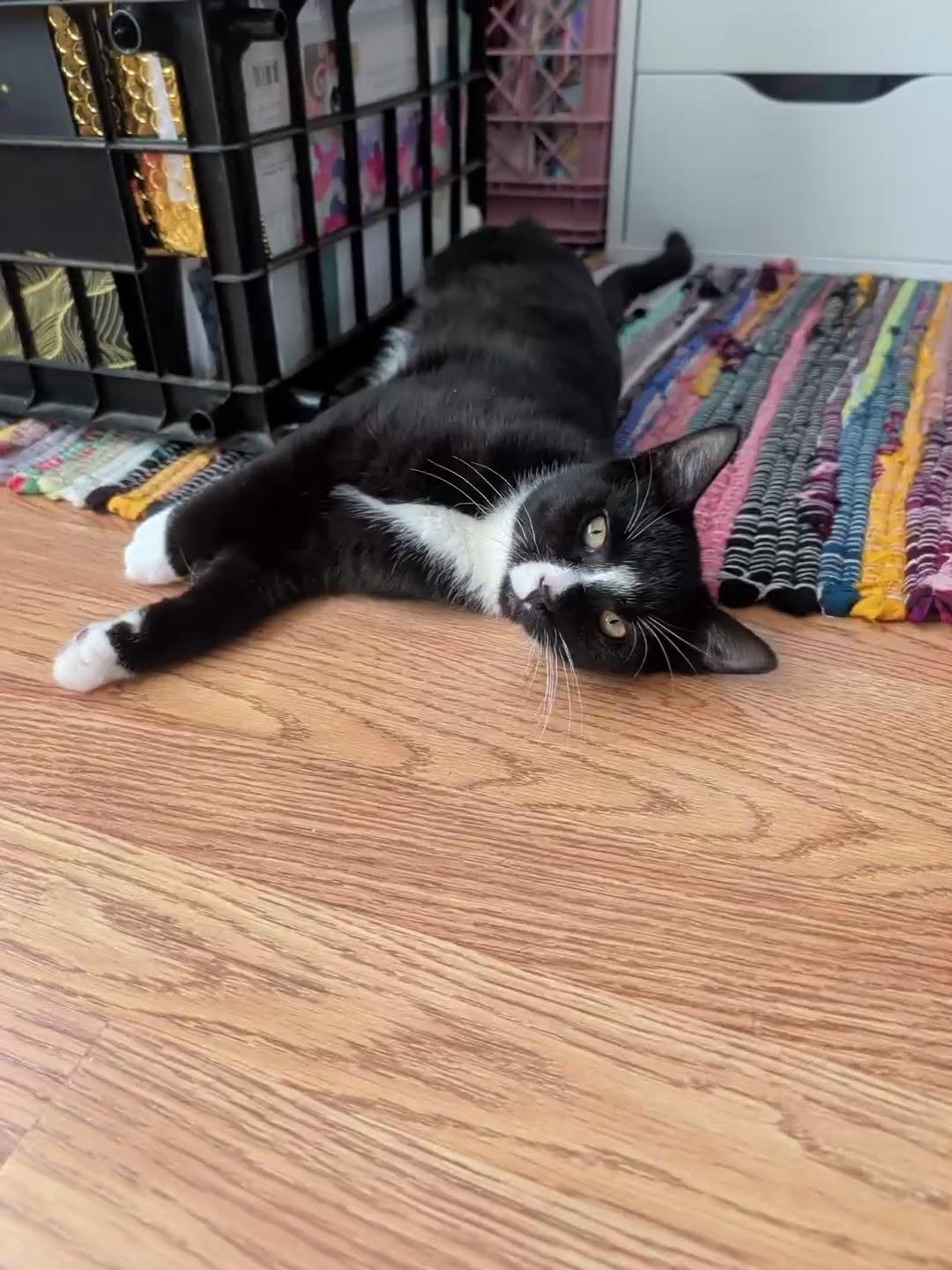 Enlarge CANNOLO - Lap Kitten, an adoptable Domestic Short Hair in Spotswood, NJ image 1/6
