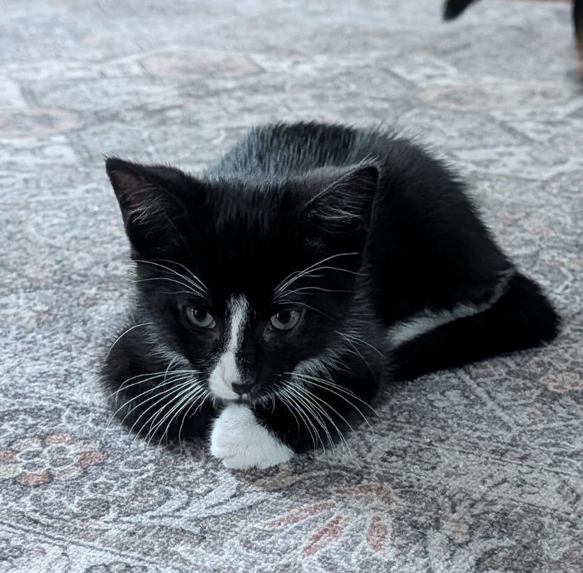 Enlarge CANNOLO - Lap Kitten, an adoptable Domestic Short Hair in Spotswood, NJ image 4/6