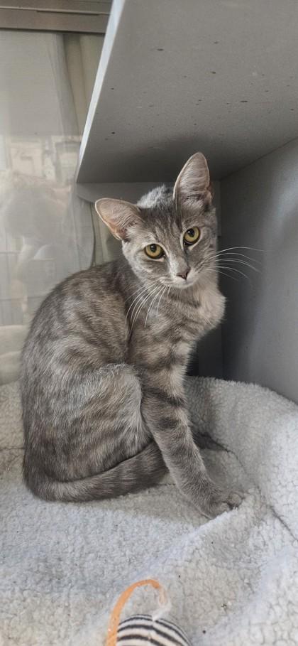 Jolene, a Adoptable mixed breed in Edgewood, NM image 1/2
