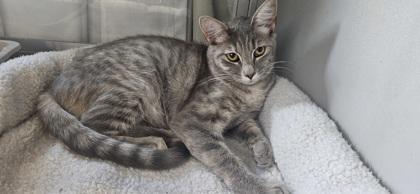 Jolene, a Adoptable mixed breed in Edgewood, NM image 2/2