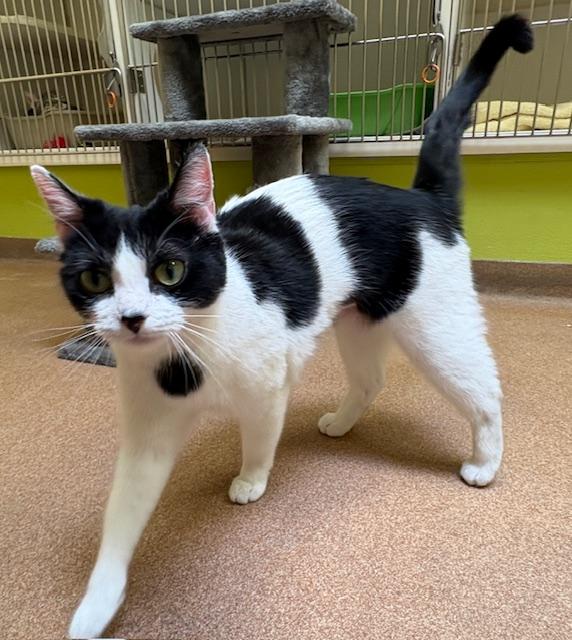 Enlarge Mrs Lovey Howell , a ADOPTABLE Domestic Short Hair in Norwalk, CT image 2/3