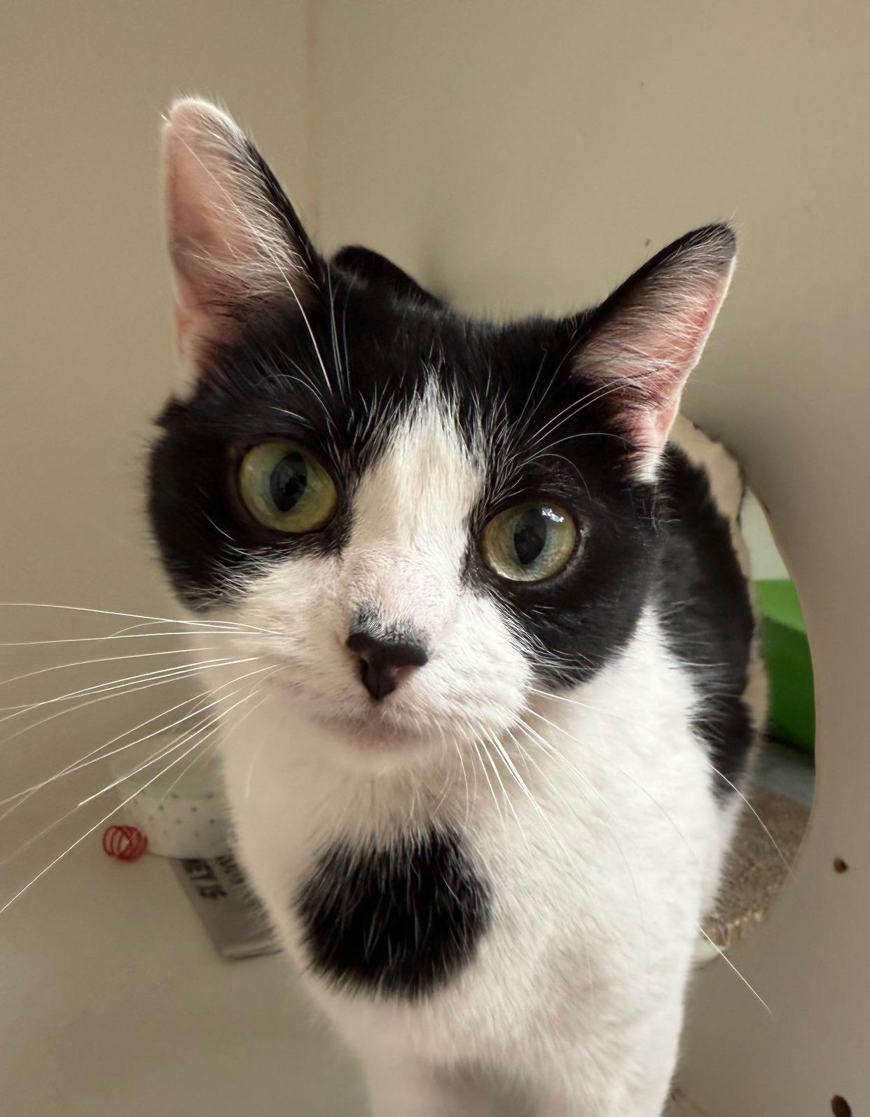 Mrs Lovey Howell , ADOPTABLE, Kitten Female Domestic Short Hair.