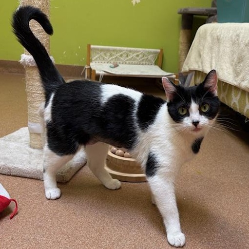 Enlarge Mrs Lovey Howell , a ADOPTABLE Domestic Short Hair in Norwalk, CT image 3/3