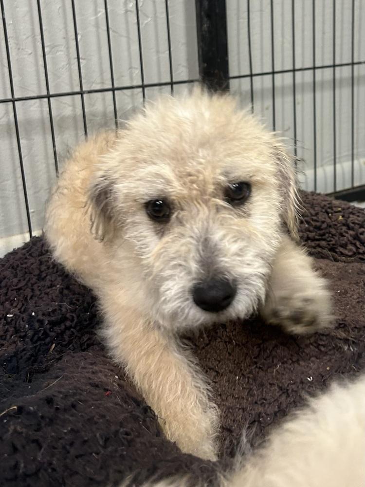 Enlarge Jimena, a ADOPTABLE Terrier in TUCSON, AZ image 2/2