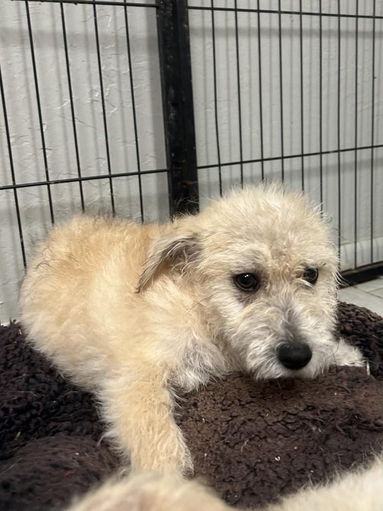 Enlarge Jimena, a ADOPTABLE Terrier in TUCSON, AZ image 1/2