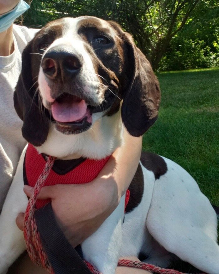 Enlarge Lexi, a Adoptable mixed breed in Pomona, NY image 1/2