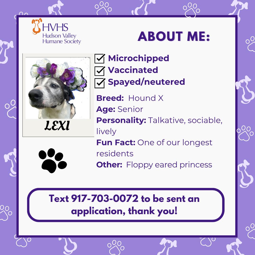 Enlarge LEXI, a Adoptable mixed breed in Pomona, NY image 2/2