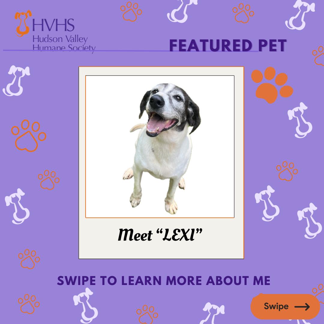 LEXI, Adoptable, Adult Female Pointer & Hound.