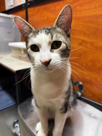 Enlarge Alden, a Adoptable Domestic Short Hair in San Diego, CA image 1/3