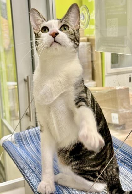 Alden, Adoptable, Young Male Domestic Short Hair & Domestic Short Hair.