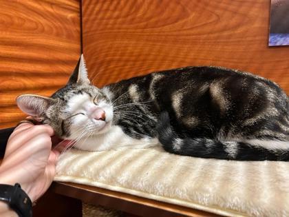 Enlarge Alden, a Adoptable Domestic Short Hair in San Diego, CA image 2/3