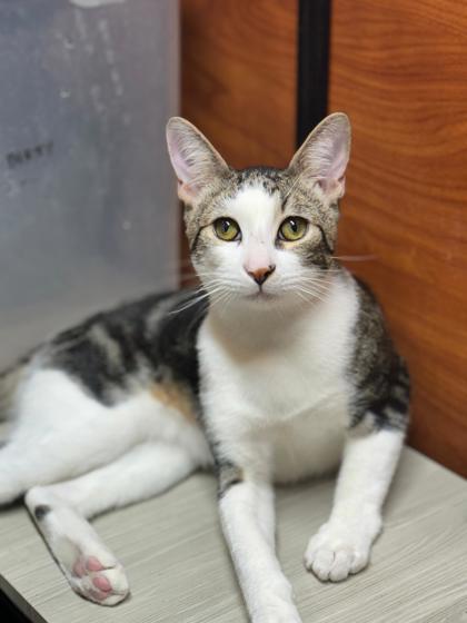 Enlarge Alden, a Adoptable Domestic Short Hair in San Diego, CA image 3/3