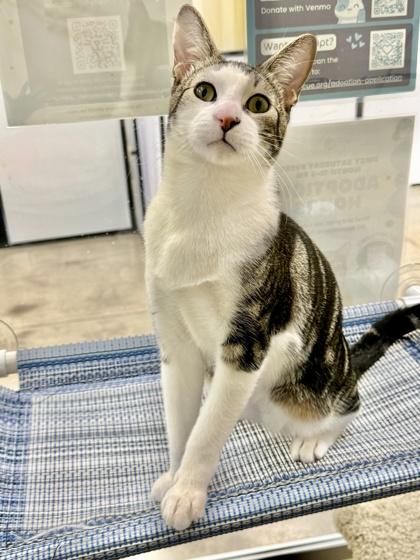 Alden, a Adoptable Domestic Short Hair in San Diego, CA image 2/3