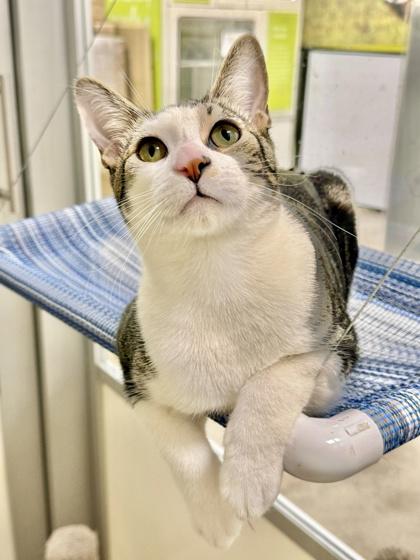 Alden, a Adoptable Domestic Short Hair in San Diego, CA image 3/3