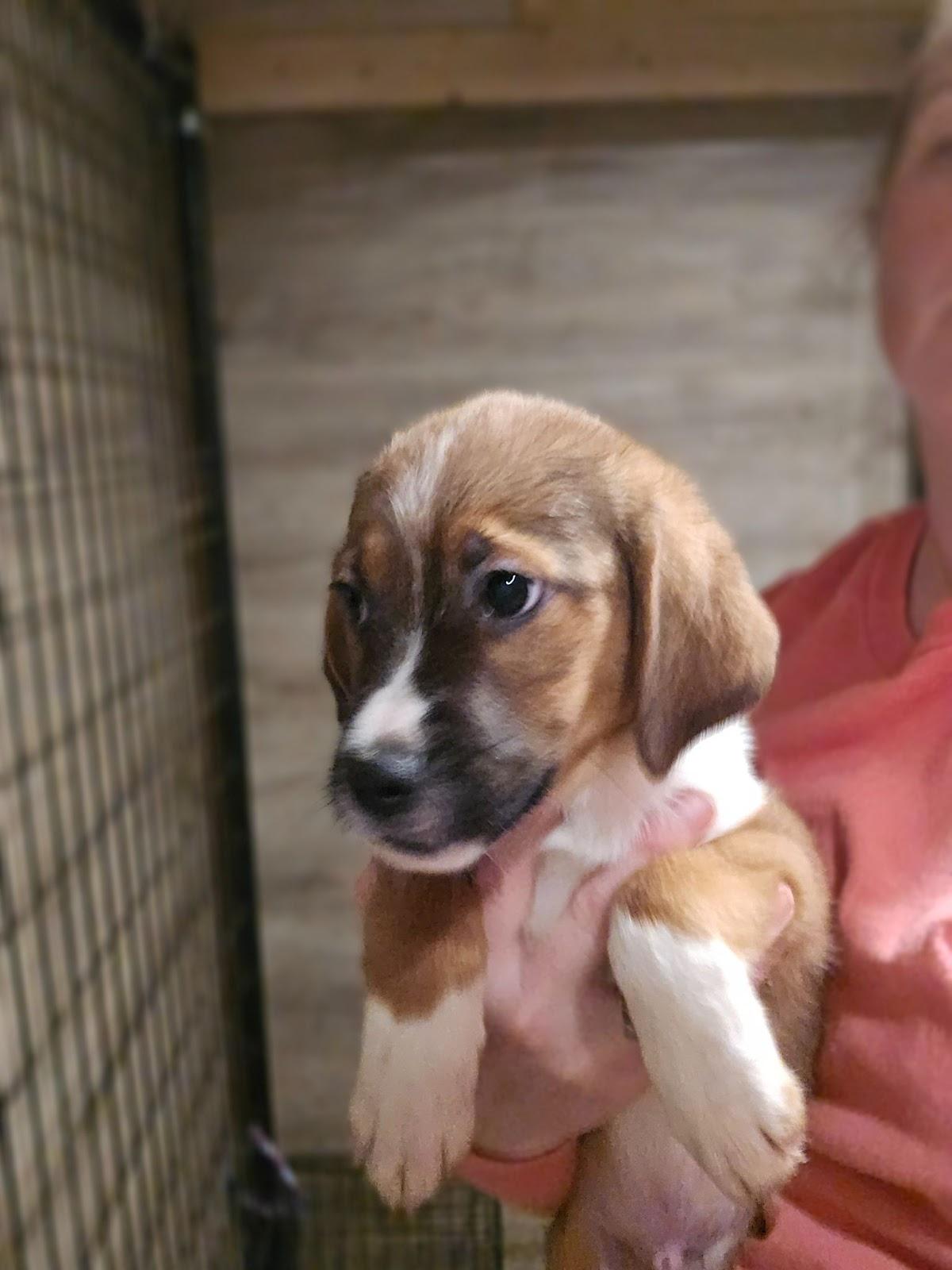 Zuma, Adoptable, Puppy Male Mixed Breed.