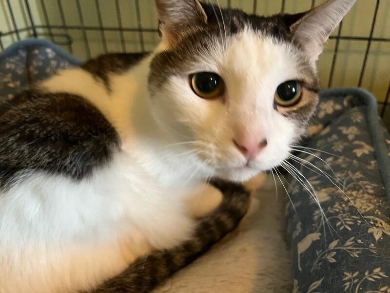 Ripple — thumbnail 2