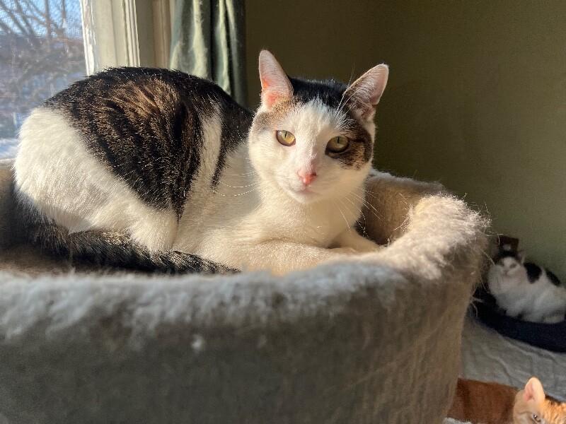 Ripple — thumbnail 3