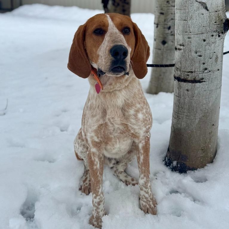 Rudolph , Adoptable, Young Male Hound.