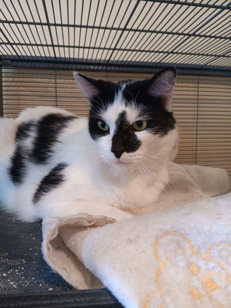 Sheriff, Adoptable, Adult Male Domestic Short Hair.