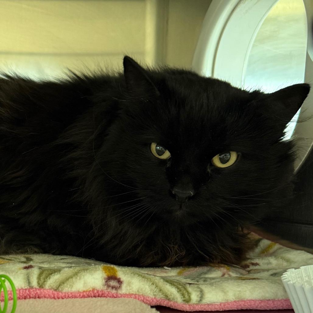 Toasty, Adoptable, Adult Female Domestic Long Hair.