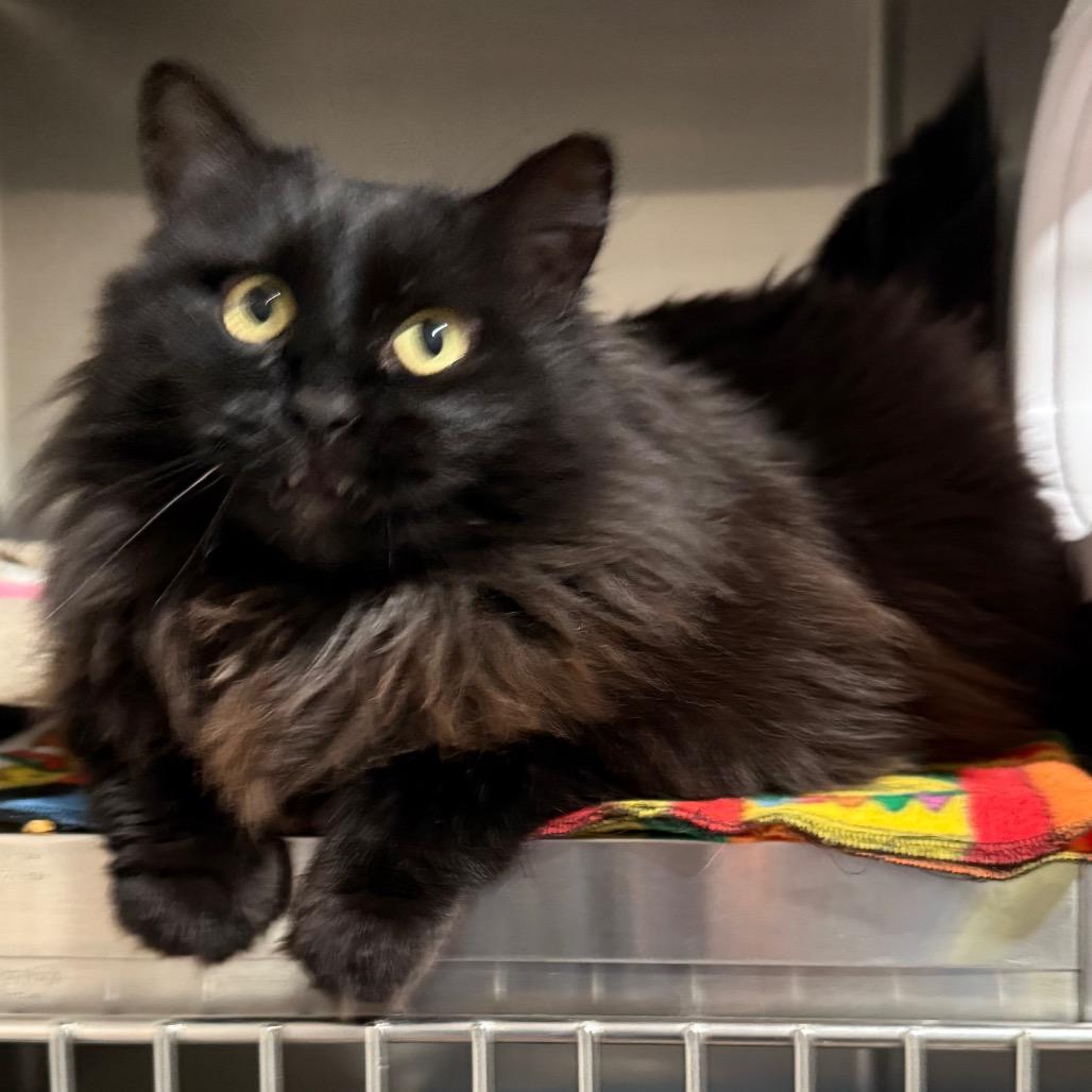 Enlarge Toasty, a Adoptable Domestic Long Hair in Cedaredge, CO image 3/6