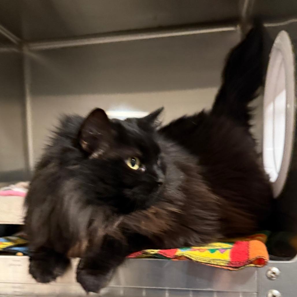 Enlarge Toasty, a Adoptable Domestic Long Hair in Cedaredge, CO image 4/6
